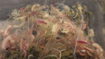 Media type: image;   Invertebrate Zoology 153120 Description: live specimen;